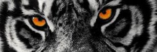 tarantull2007's profile banner image
