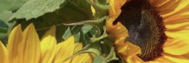 Clarish2's profile banner image