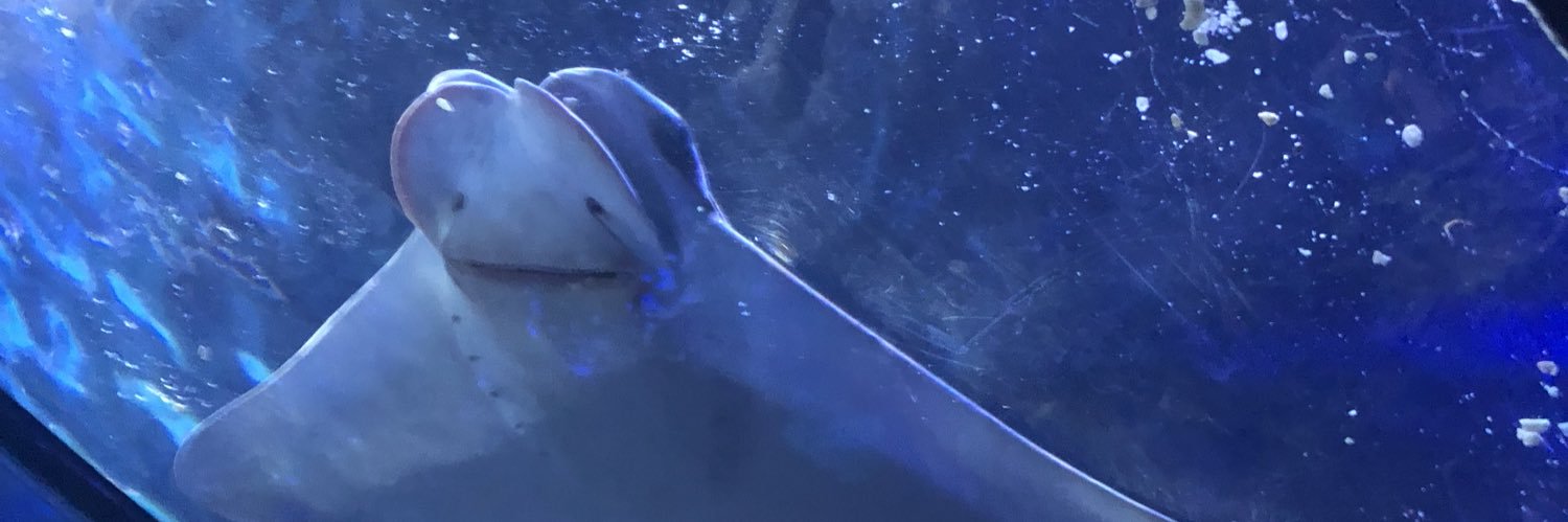 Dani banner