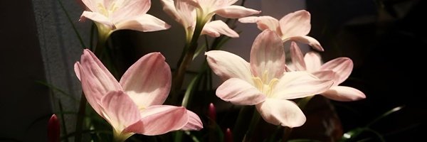 problusher Profile Banner