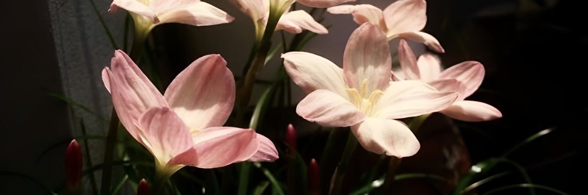 Olivia Cantika banner