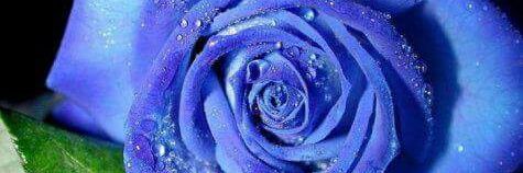 lorenagapi's profile banner image