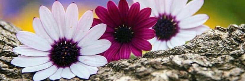 abdullah4558's profile banner image