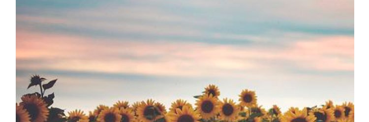 guardchick96's profile banner image