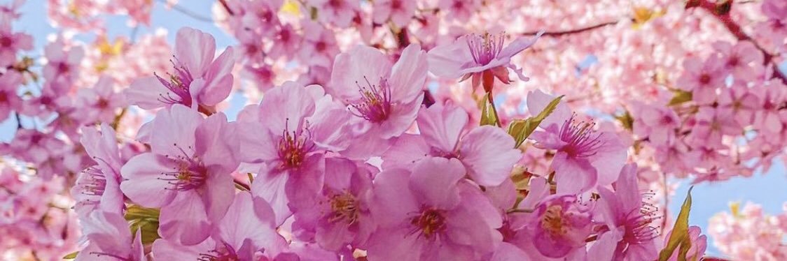 ayuuaii's profile banner image