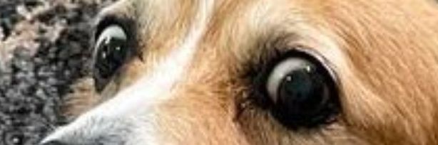 The_Dylmaster's profile banner image