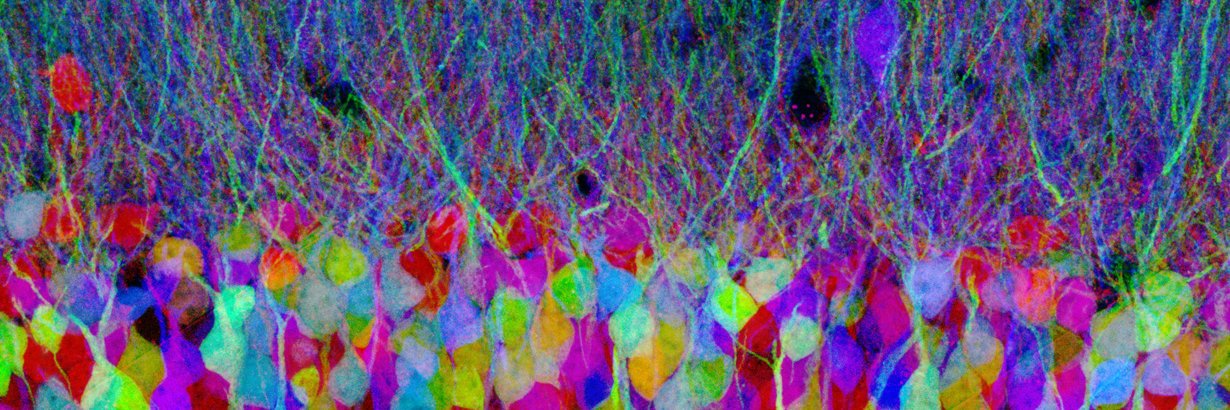 Emily Bonkowski banner