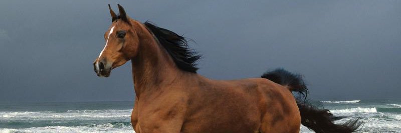 علي الشهري banner