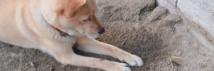mxpoyoo's profile banner image