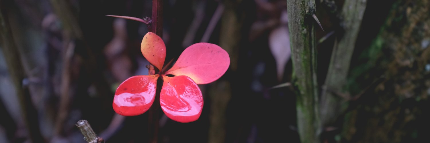 Séverine Fontaine banner