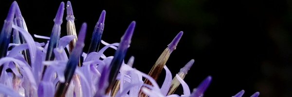 marcsaysmarc Profile Banner