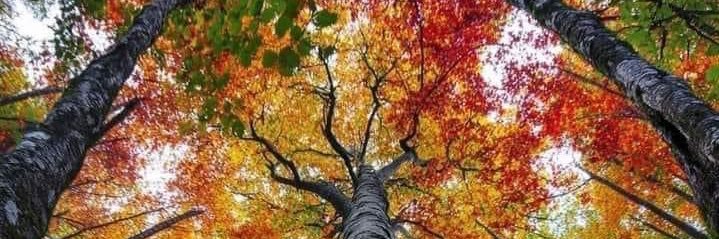 Stephen Saltzman banner