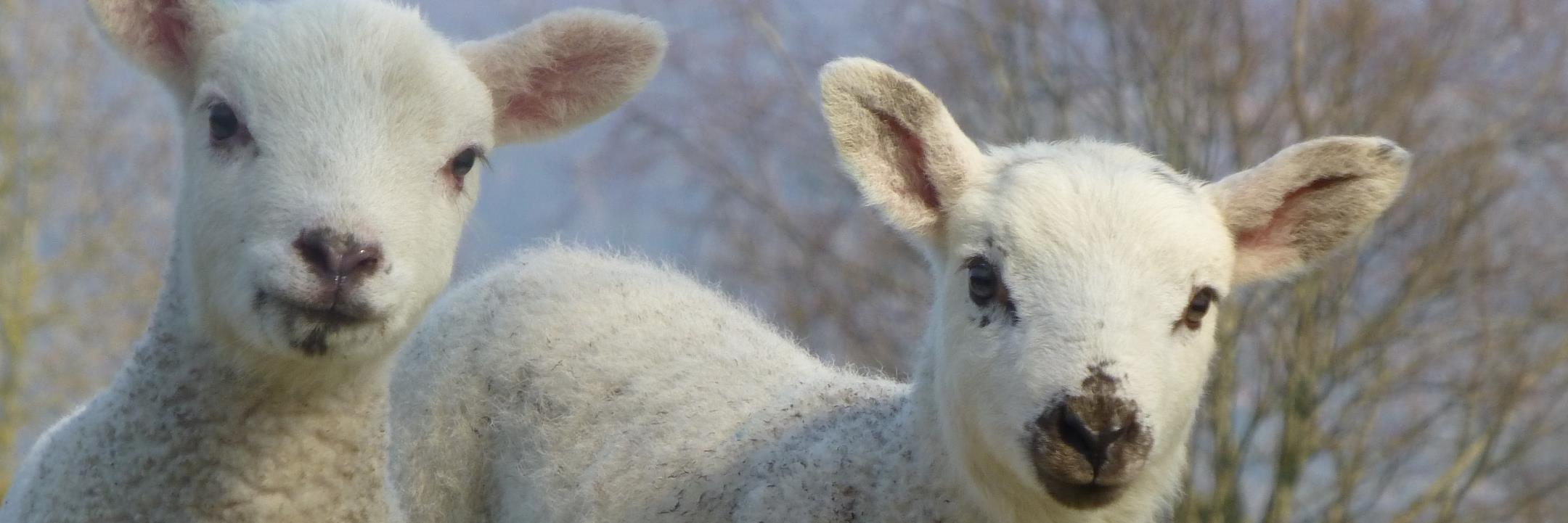 H. Dawson Wool banner