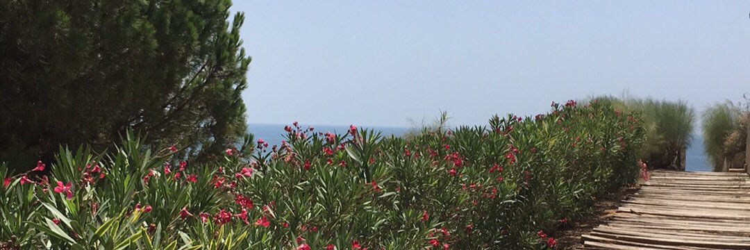 carmentuti's profile banner image