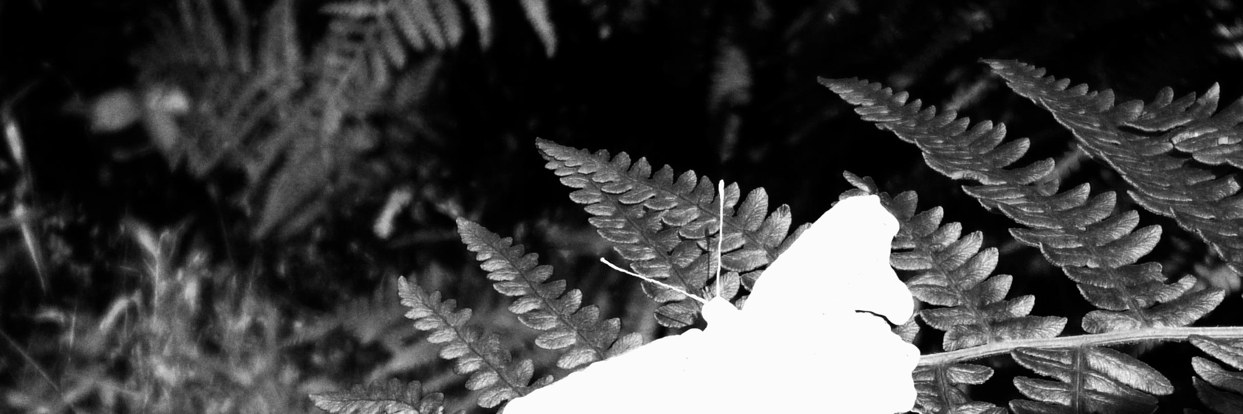 Sophy Rickett banner