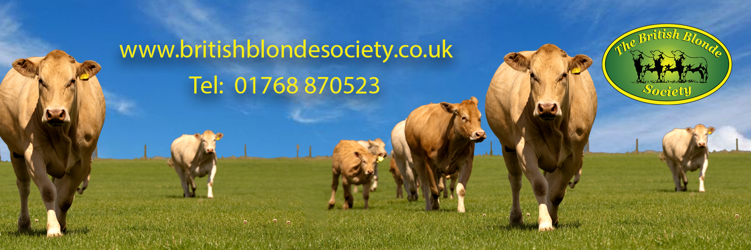 blondesociety's profile banner image