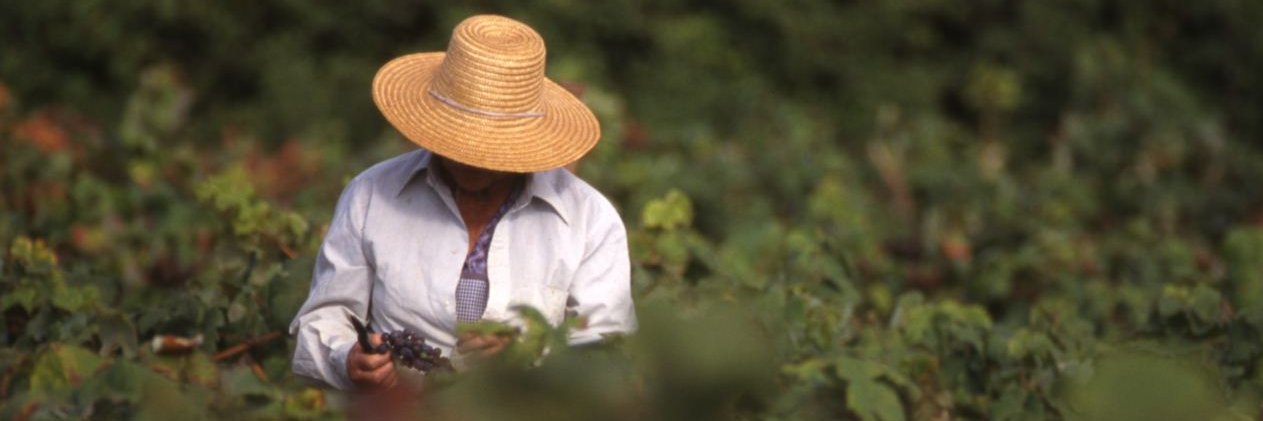 bodegavinanorte's profile banner image