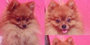 ryan_reze's profile banner image