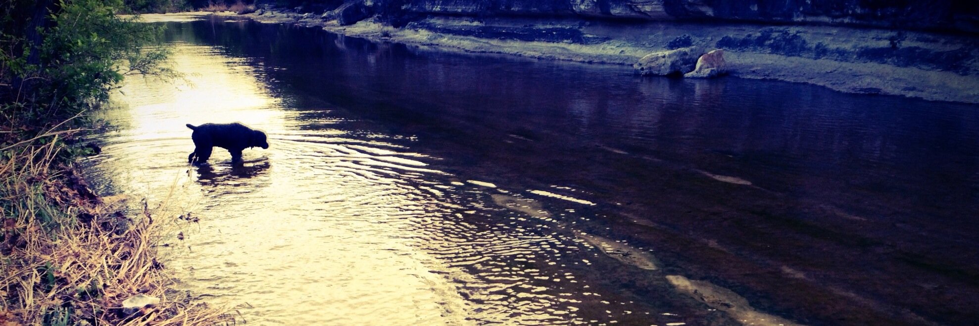 stuart roholt banner