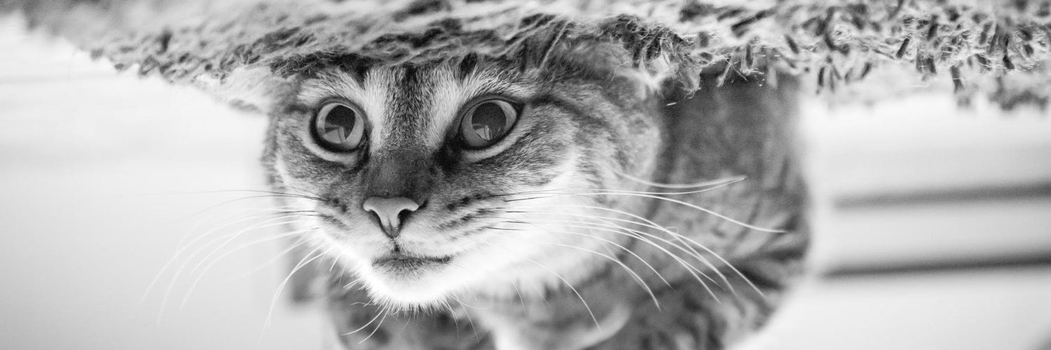 danuays's profile banner image
