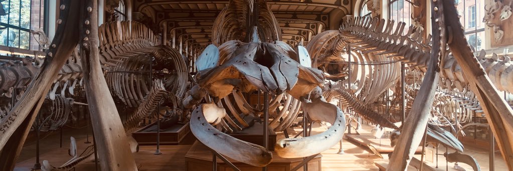 Dr Ellen Coombs banner