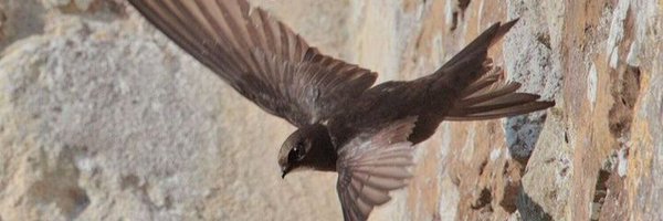 LewesNibbler Profile Banner