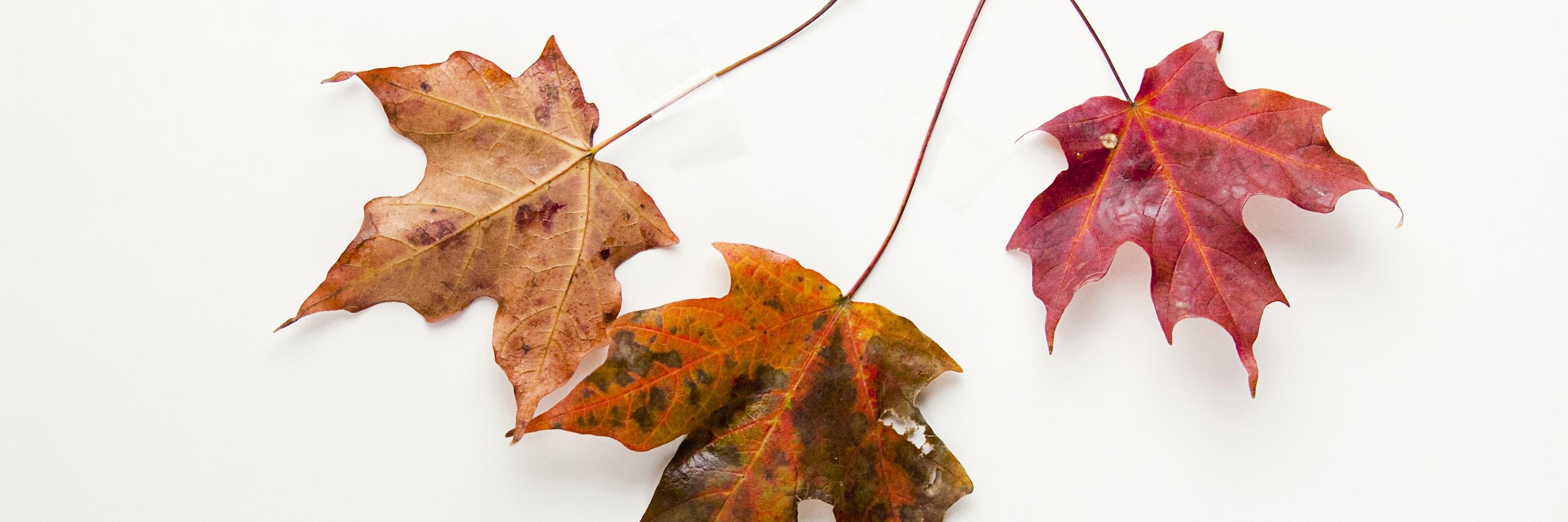 Patti_cmuart82's profile banner image