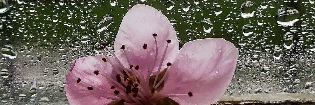 AMANIBINDIRA's profile banner image