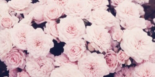AlisonKirk_'s profile banner image