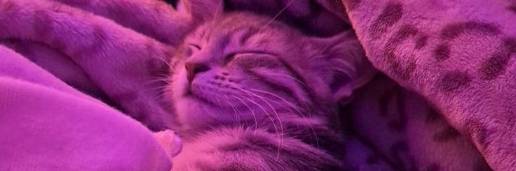 riley_stepsist's profile banner image