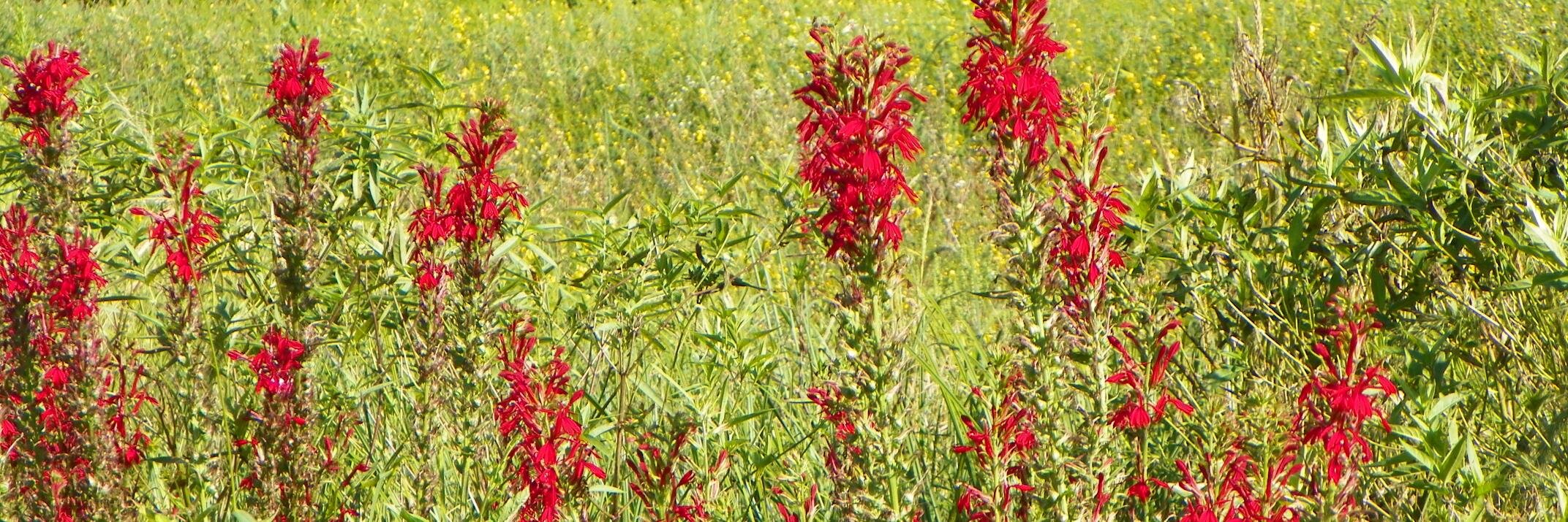 Preservation Parks banner