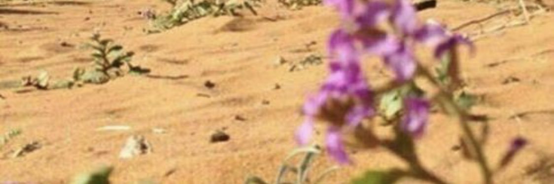 shaad2010's profile banner image