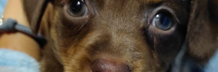 analausrojas's profile banner image