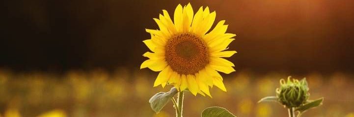sunflower33099's profile banner image