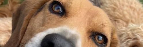 nvrsetl's profile banner image