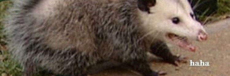 tuttymatty banner
