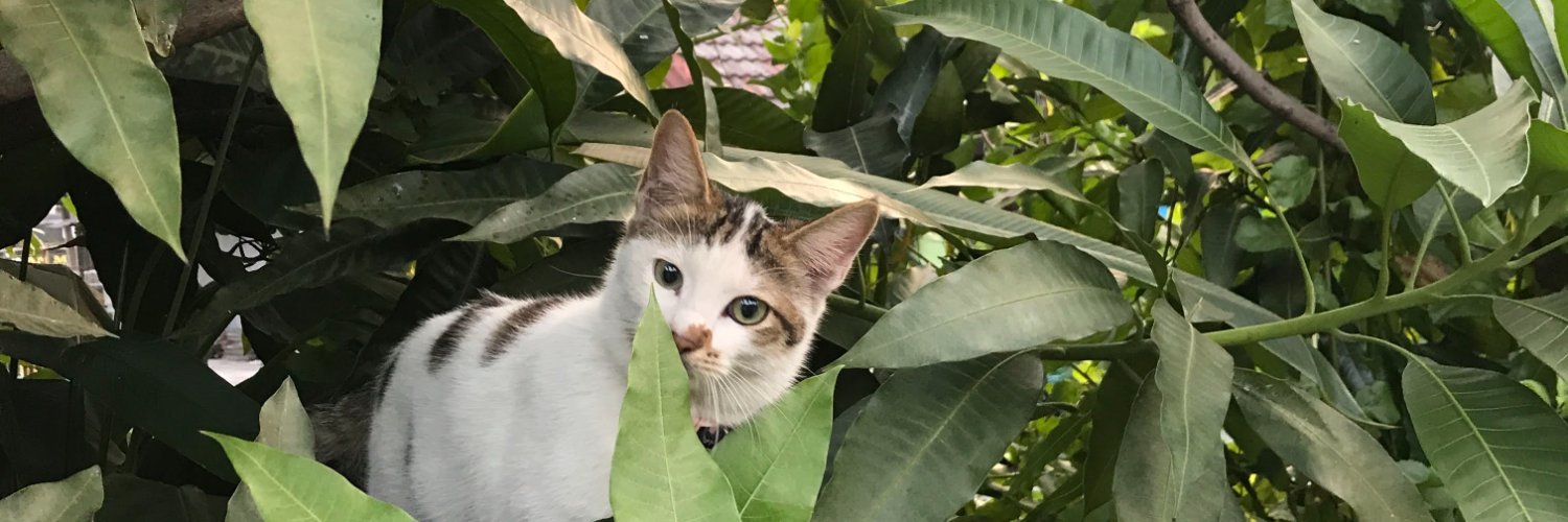 jksntn's profile banner image