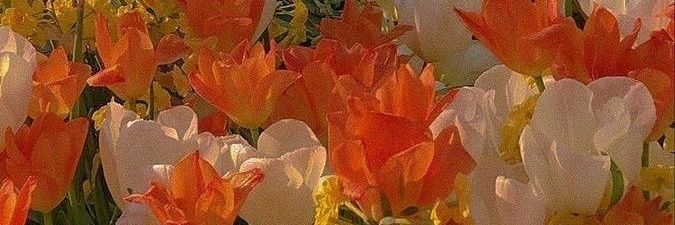 AlessaMartin_'s profile banner image