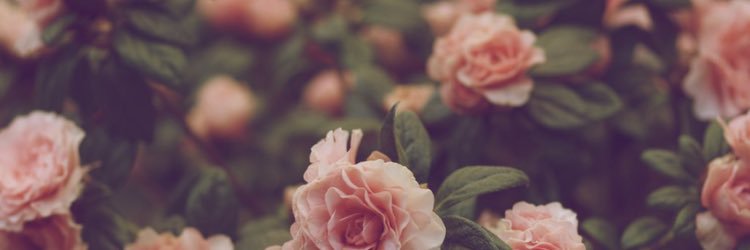 Maryanne_L's profile banner image