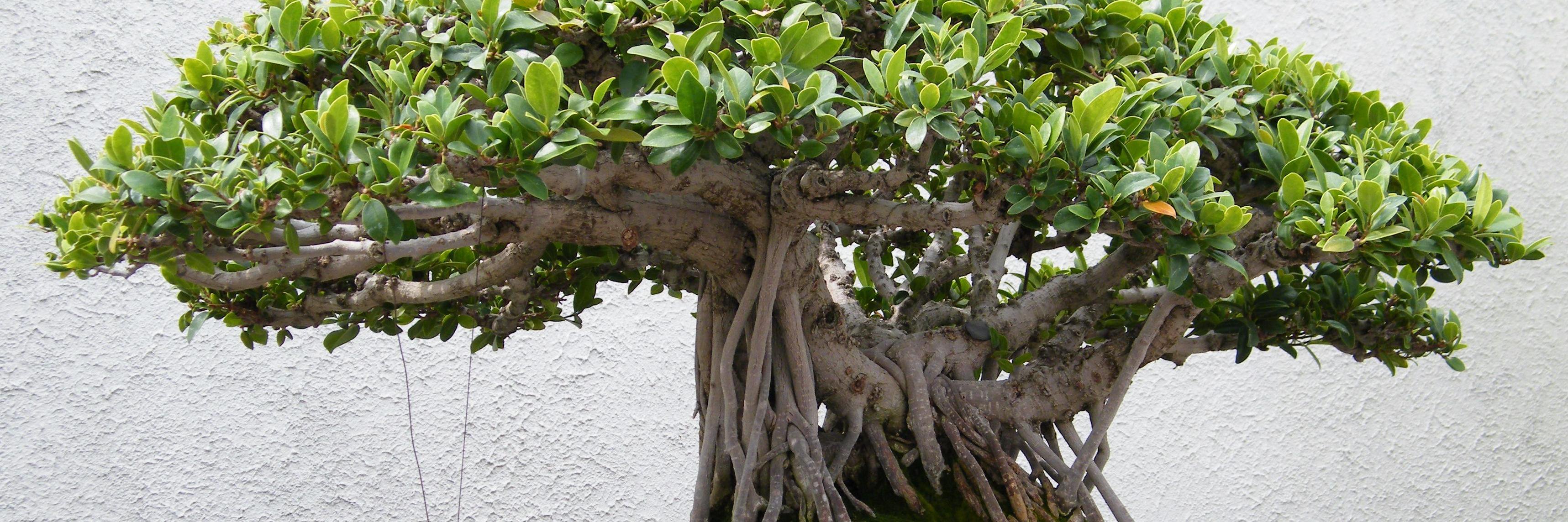 Plants and Trees (@PlantsTreesUK) / Posts / X