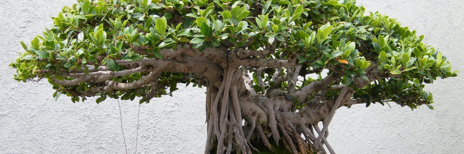Plants and Trees on Twitter &quot;A 350 year old oak tree