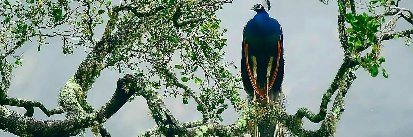 AparnaPolShah's profile banner image