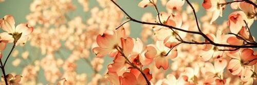 carol_tapioca's profile banner image