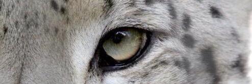Tiradous's profile banner image