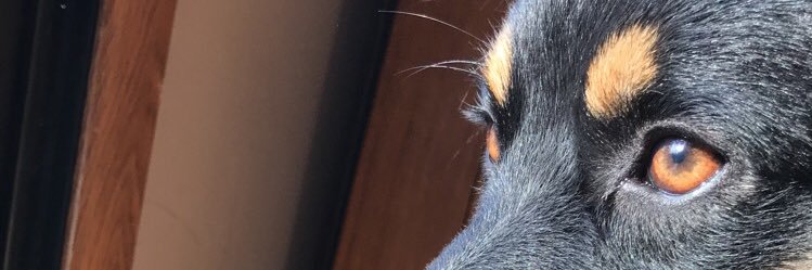 AllisonMaher's profile banner image