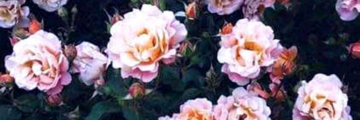 LaliRedzko's profile banner image