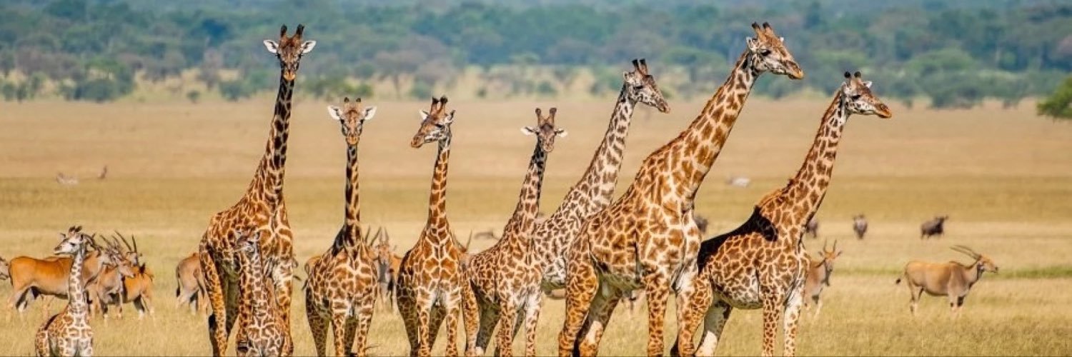 GiraffeSalesman's profile banner image