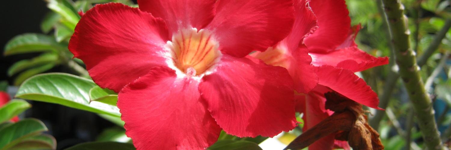 Malcolm Osborne banner