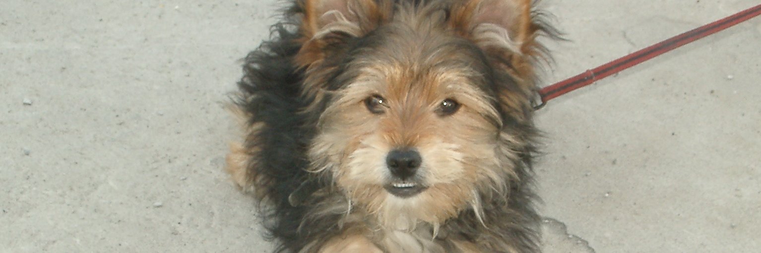 Jeff 🇪🇺 banner