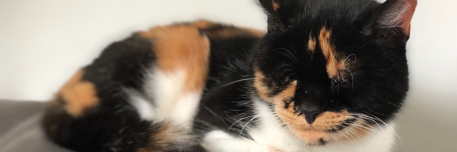 AshleyHarper97's profile banner image